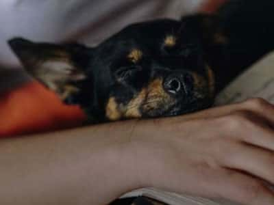 A Chihuahua sleeping on a person's lap.